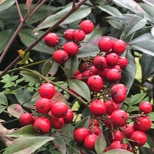 Meet your Posher, Deitra